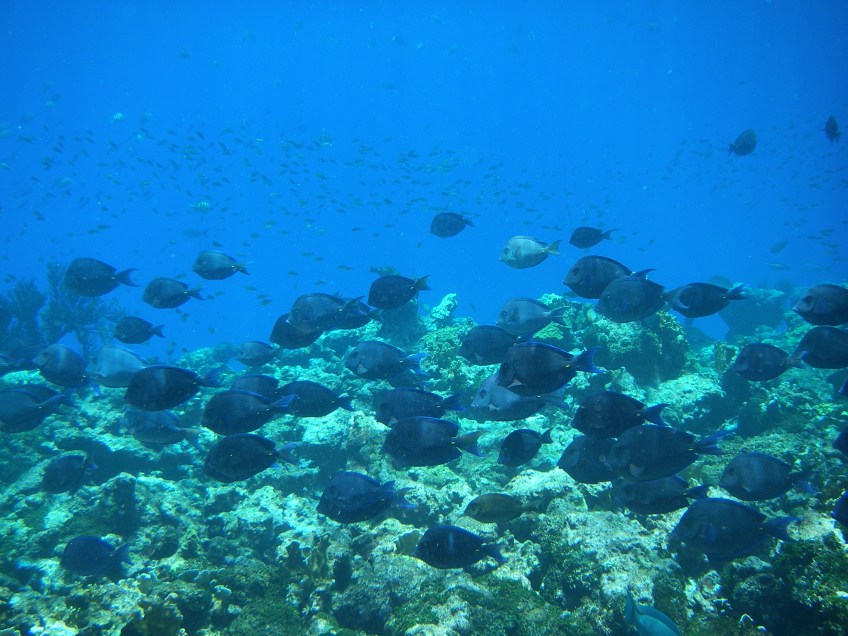 ou-faire-du-snorkeling-guadeloupe