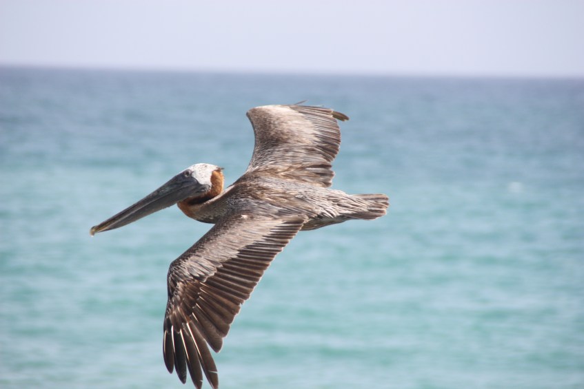 Location de catamaran avec skipper en Guadeloupe