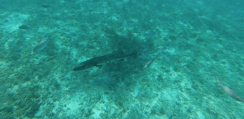 snorkeling en guadeloupe Baracouda