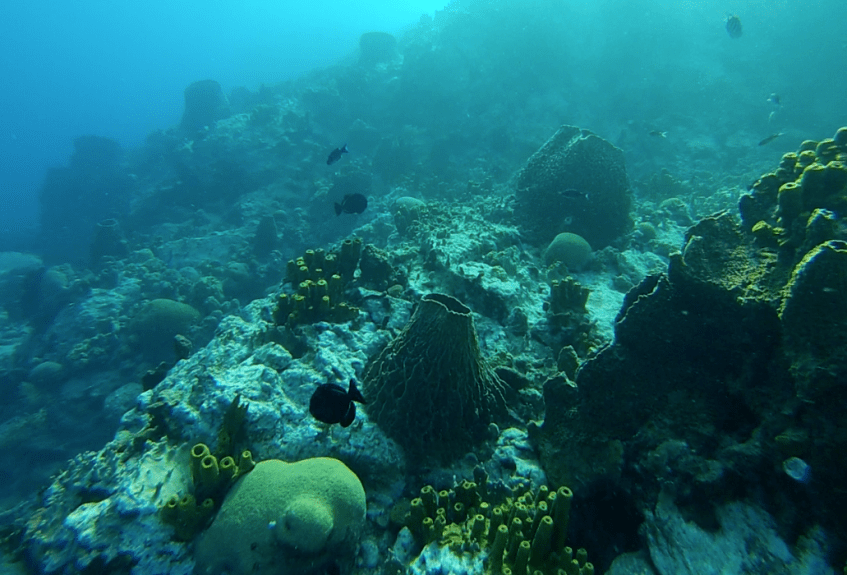 snorkeling en guadeloupe Eponge barique
