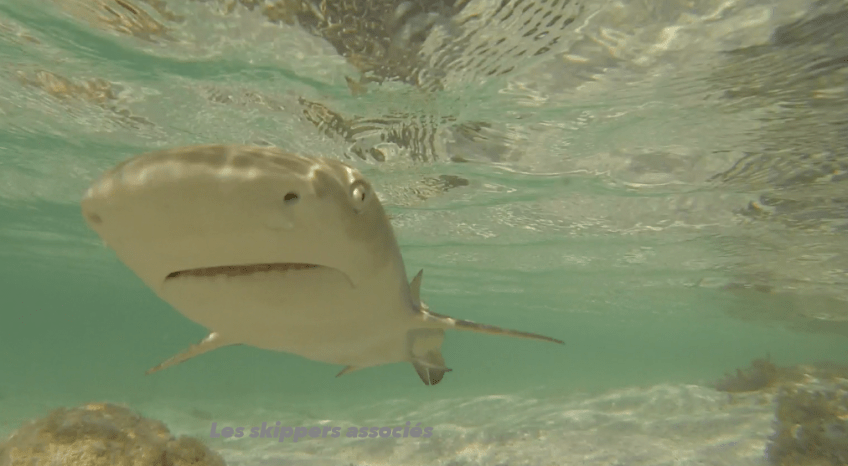 snorkling guadeloupe