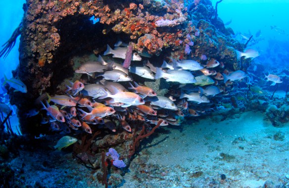 Rhone-banc-de-poissons