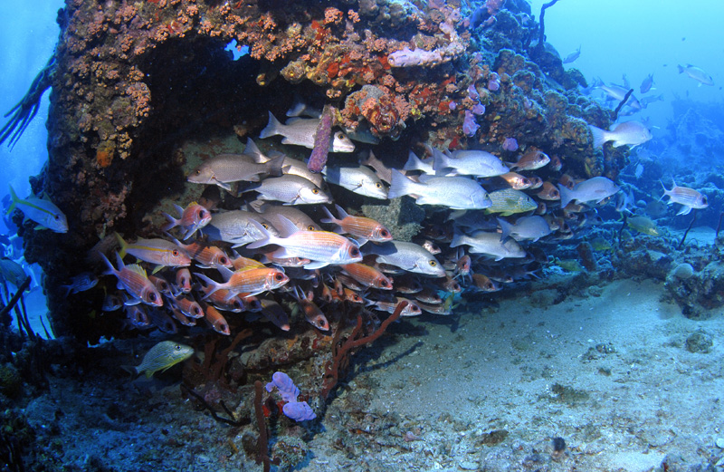 Rhone-banc-de-poissons